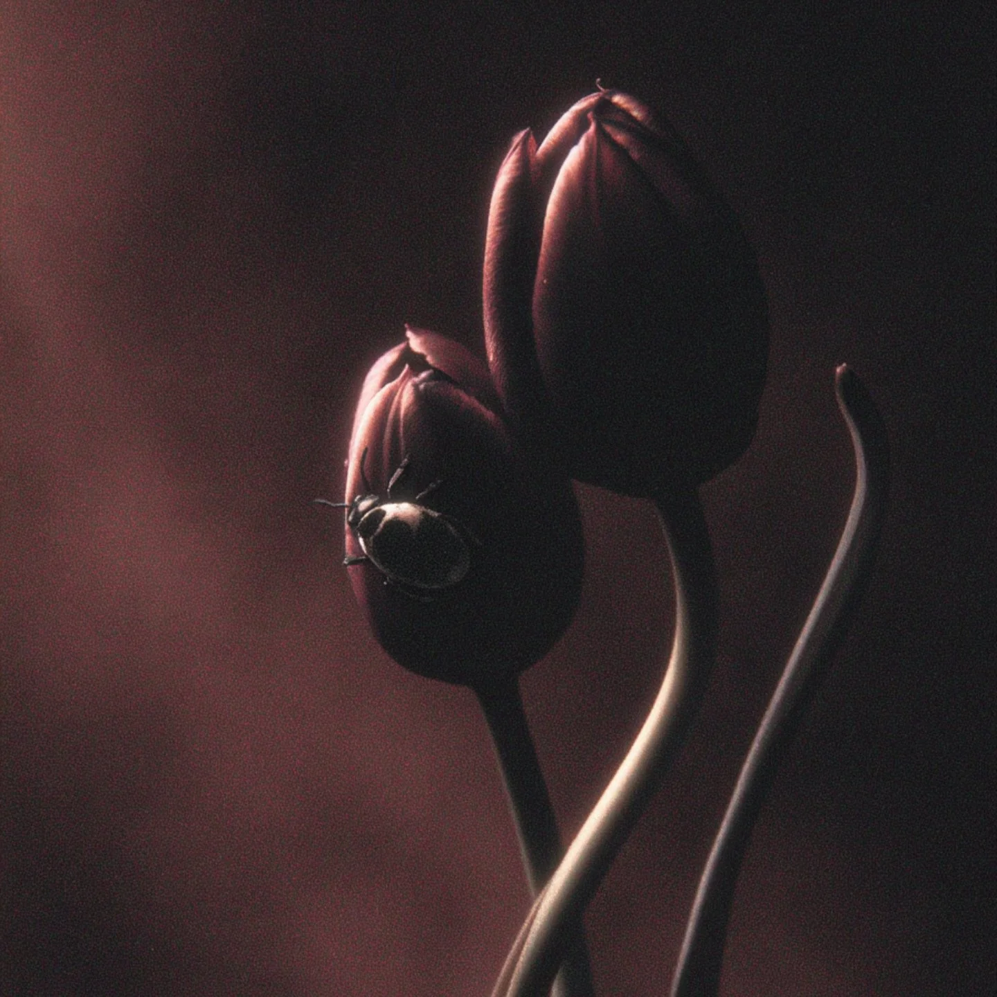 u8824319764_A_fine_art_photograph_of_two_tulip_buds_with_a_sc_1fa2a302-f783-4da4-96f6-2855ca3b9268_2.jpg