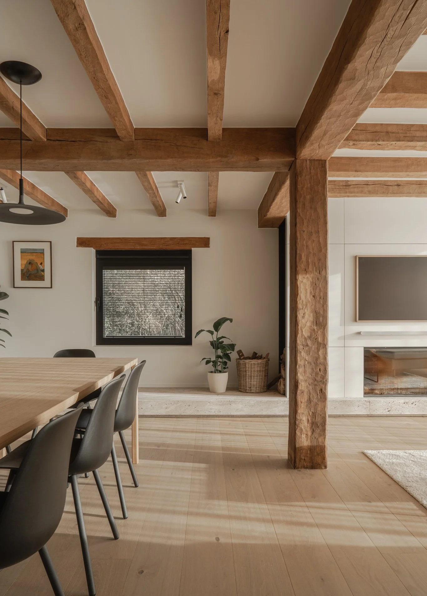 Owl 604 | European Oak