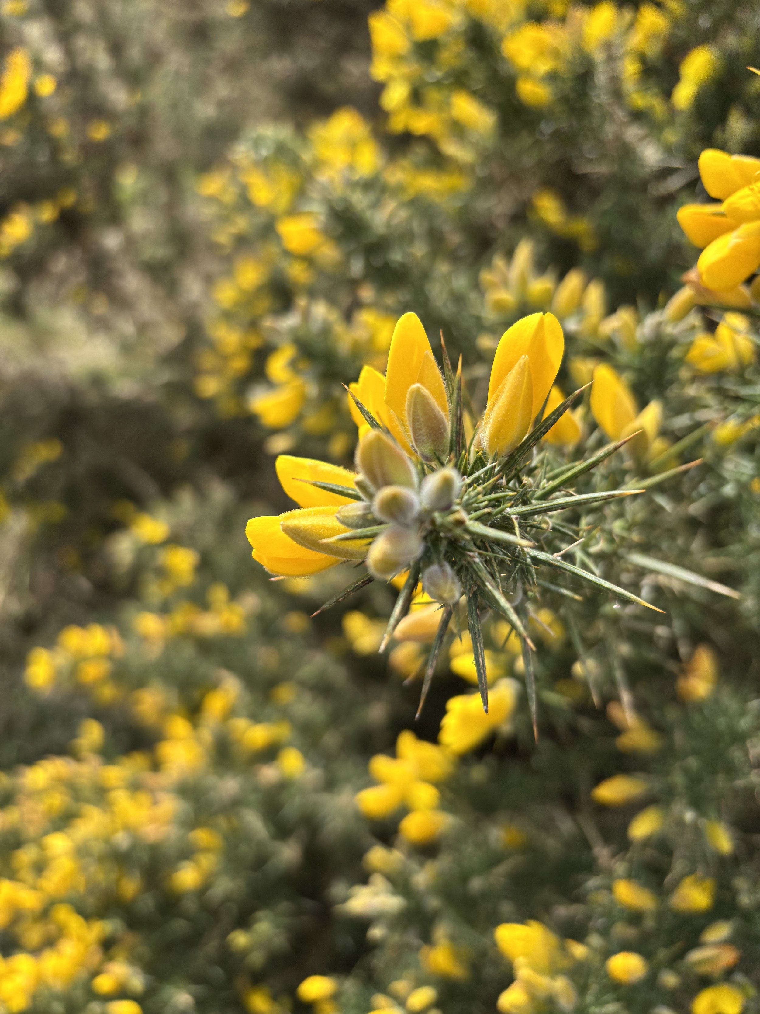 3-Month Shared Suite Payment Plan