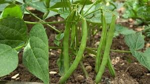 french beans.jpeg