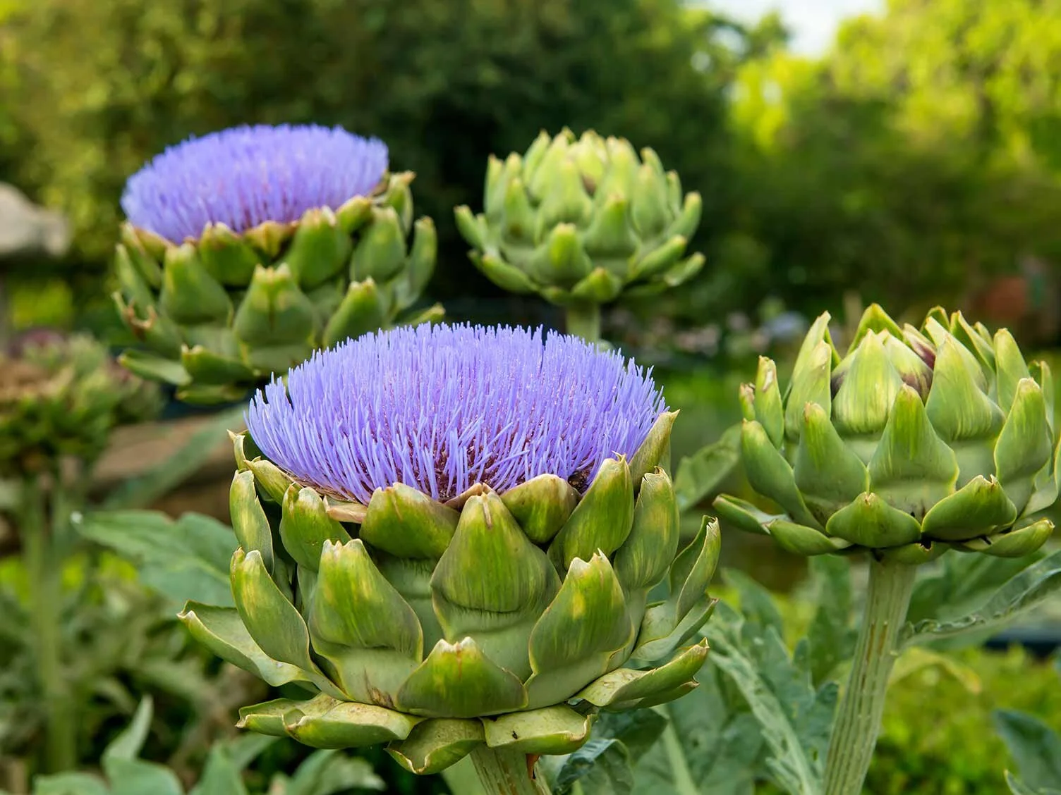artichoke.jpg