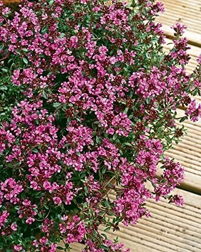 thyme.jpg