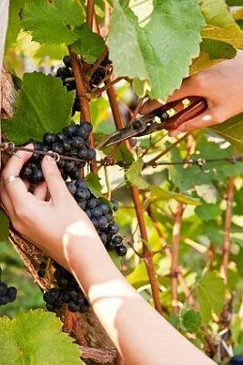 grapes.jpg