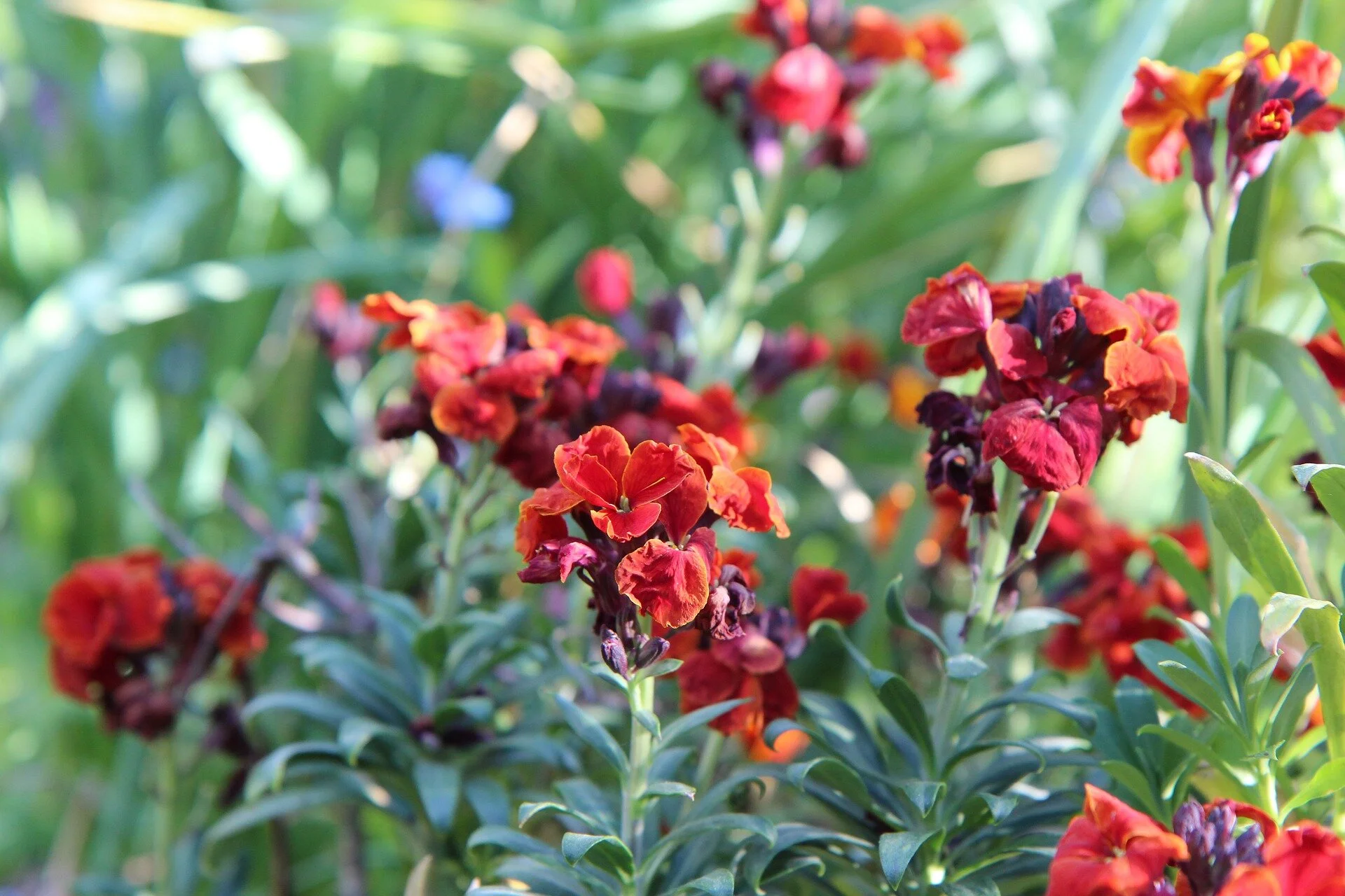 wallflower-5074174_1920.jpg
