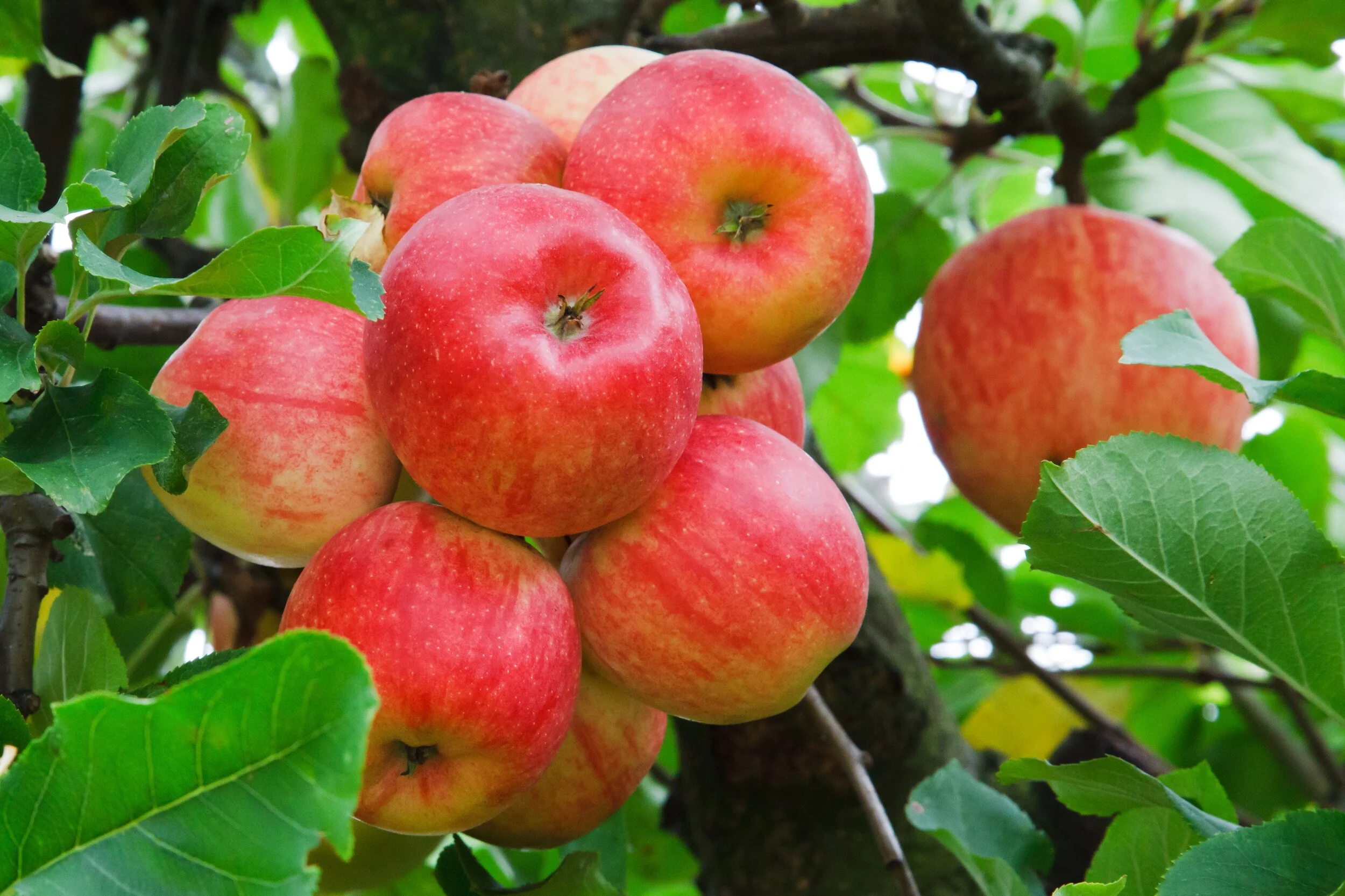 red_apples_on_tree_193814.jpg