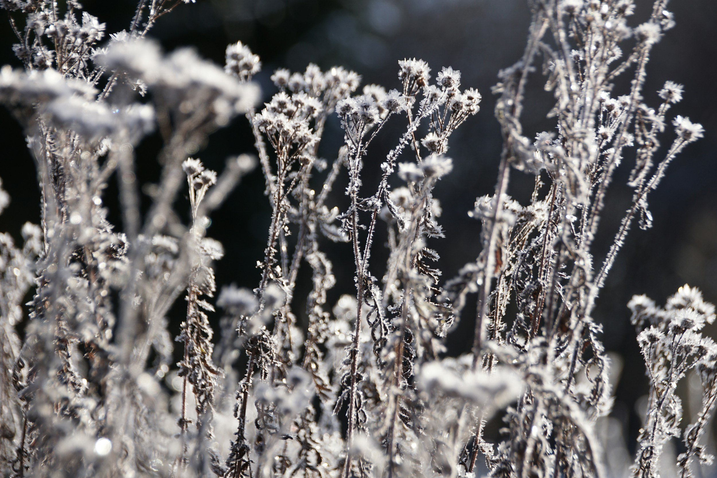 'The Winter Garden & putting the garden to bed'- a talk by Roger Hirons