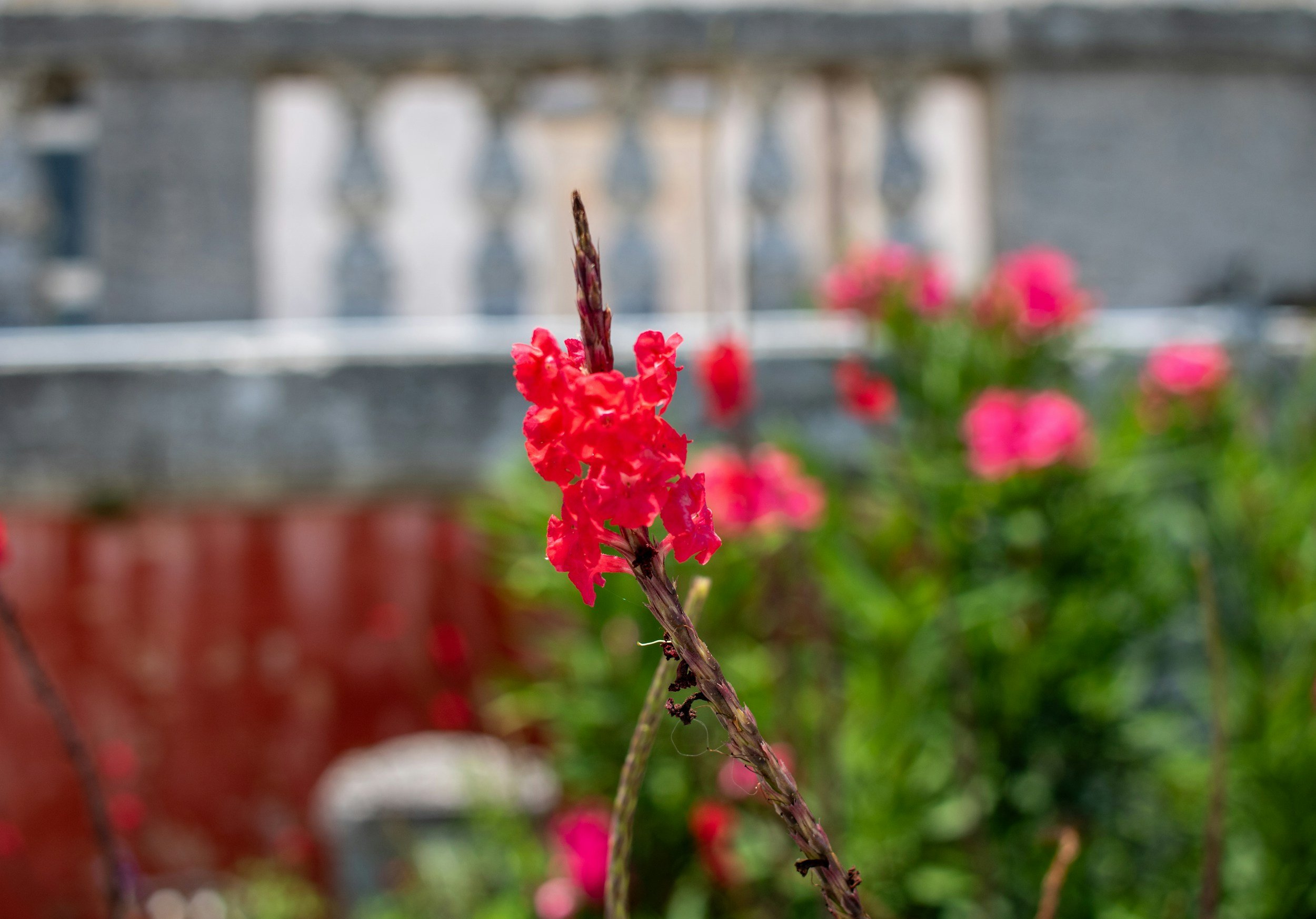 'Using herbaceous perennials in mixed borders' - a talk by Rosy Hardy