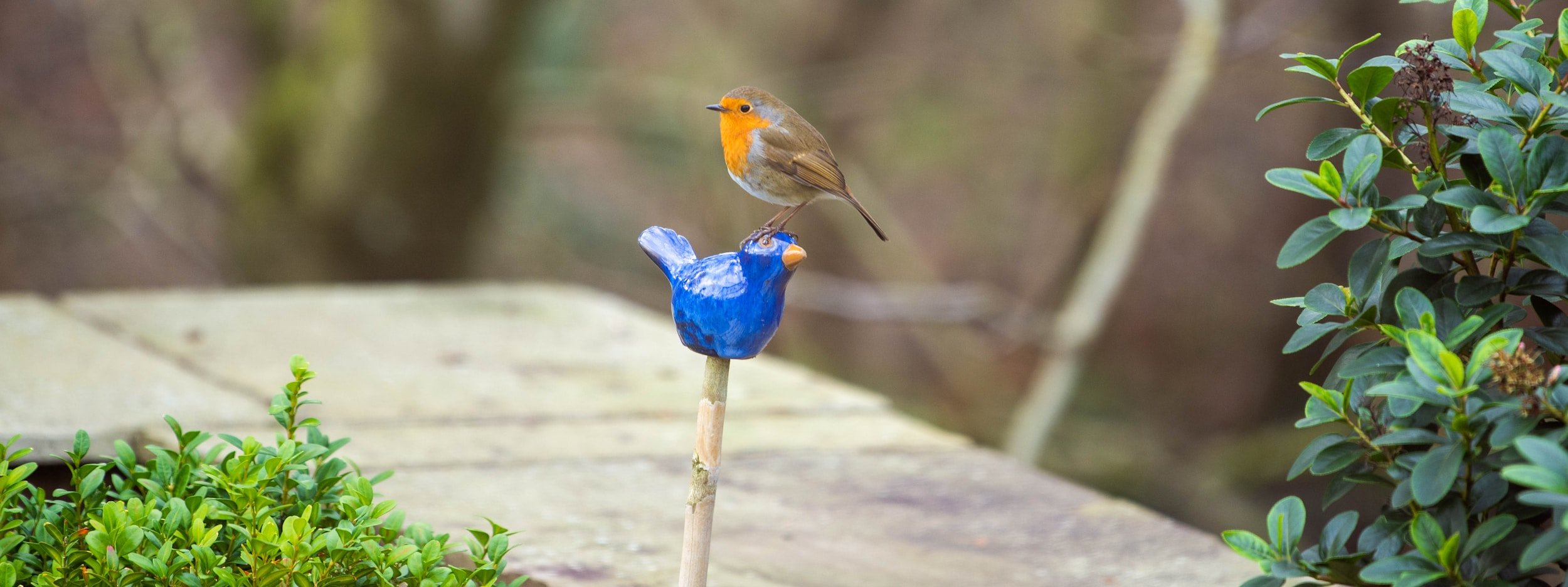 'Birds in your garden' - a talk by Steve Oakes