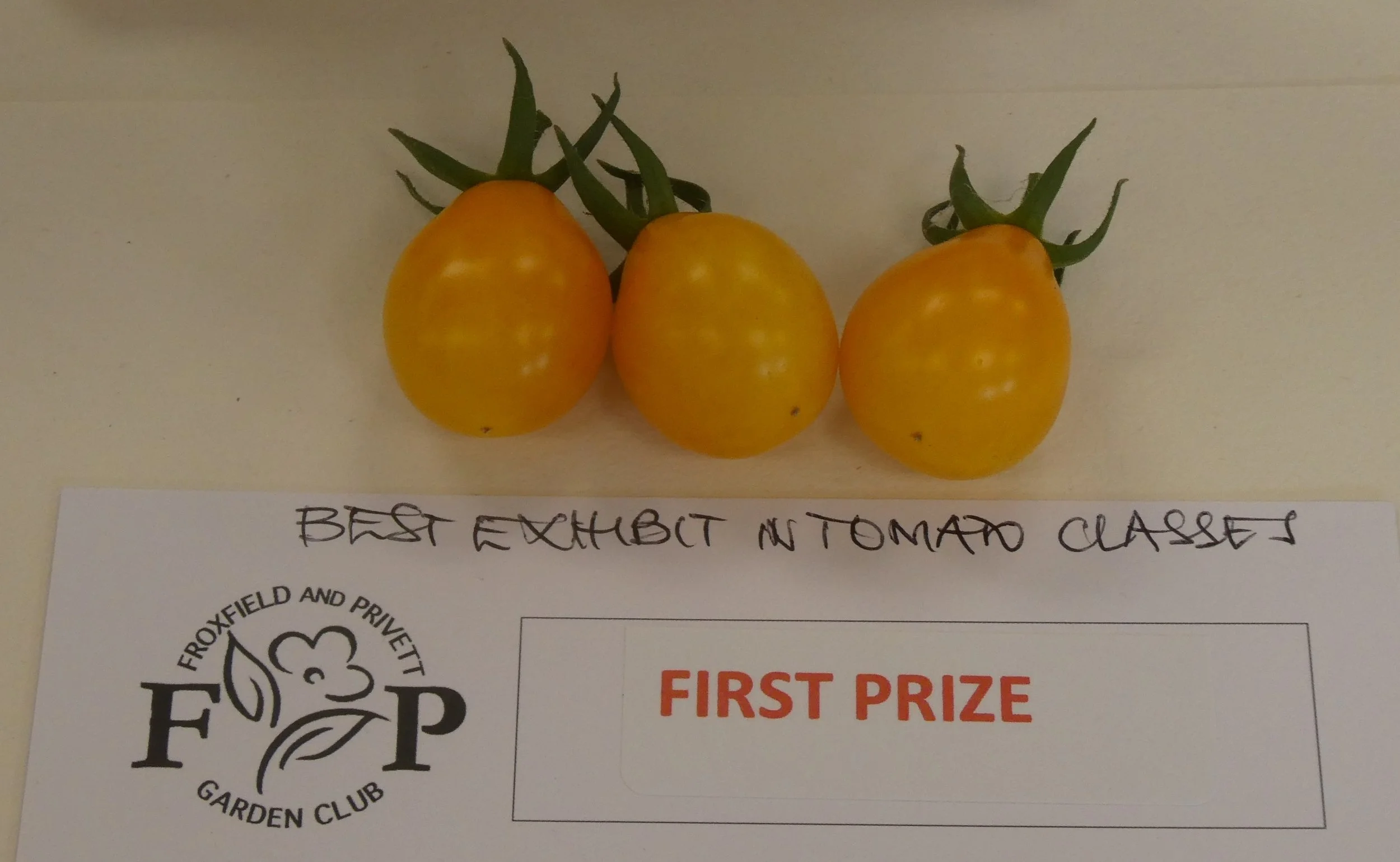 Winner of the Madden Tankard for tomatoes
