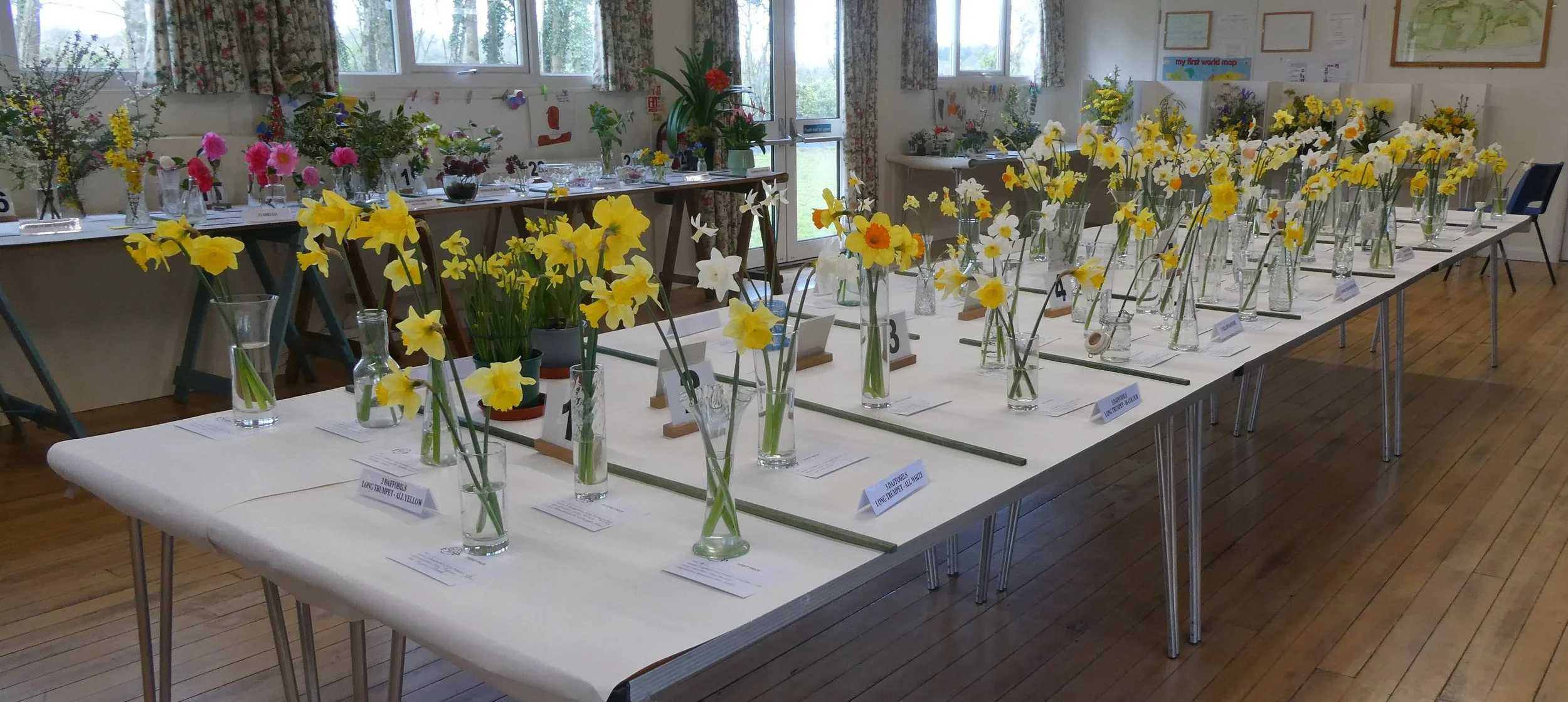 Daffodil exhibits