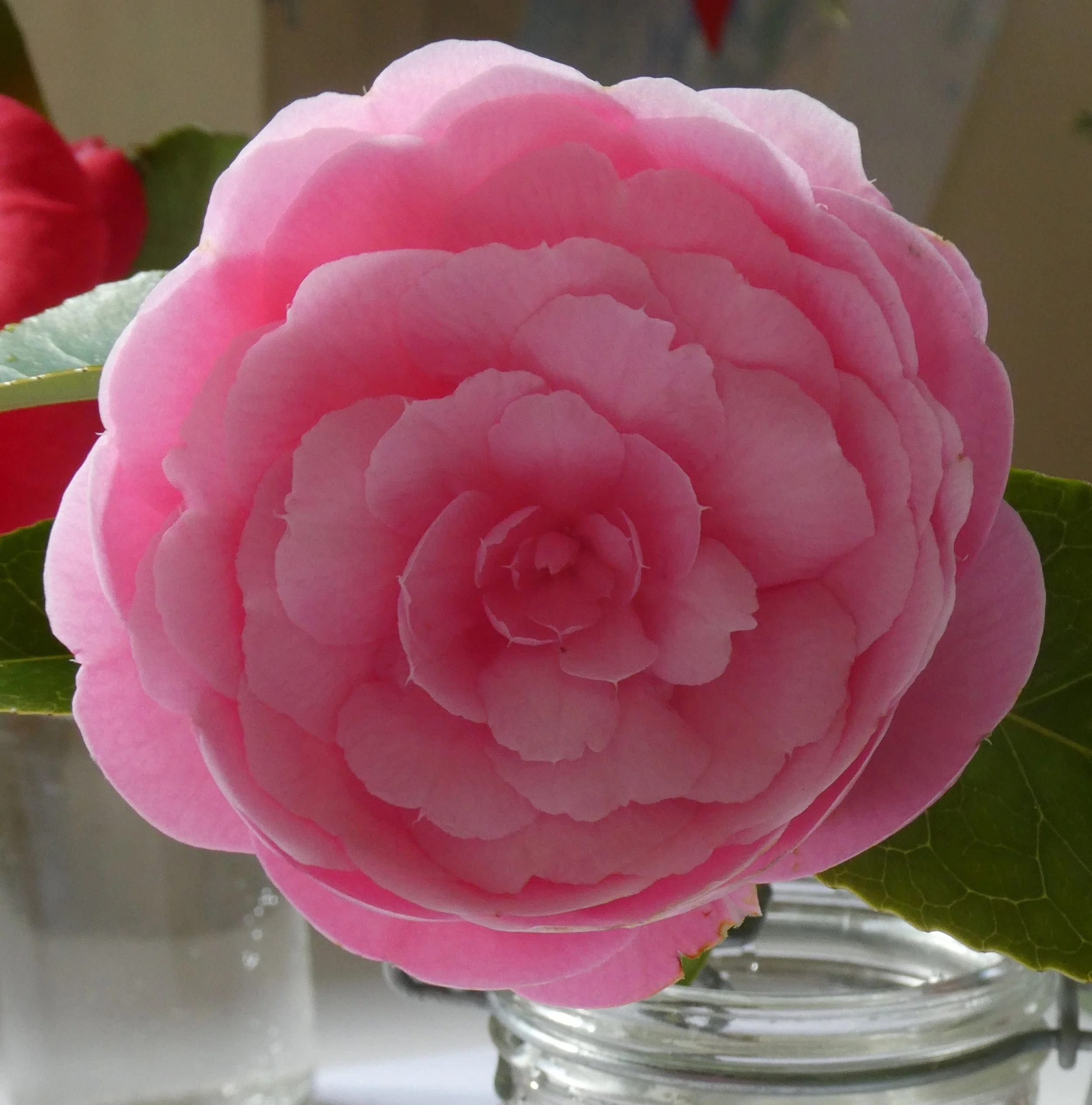 Best exhibit in non daffodil classes