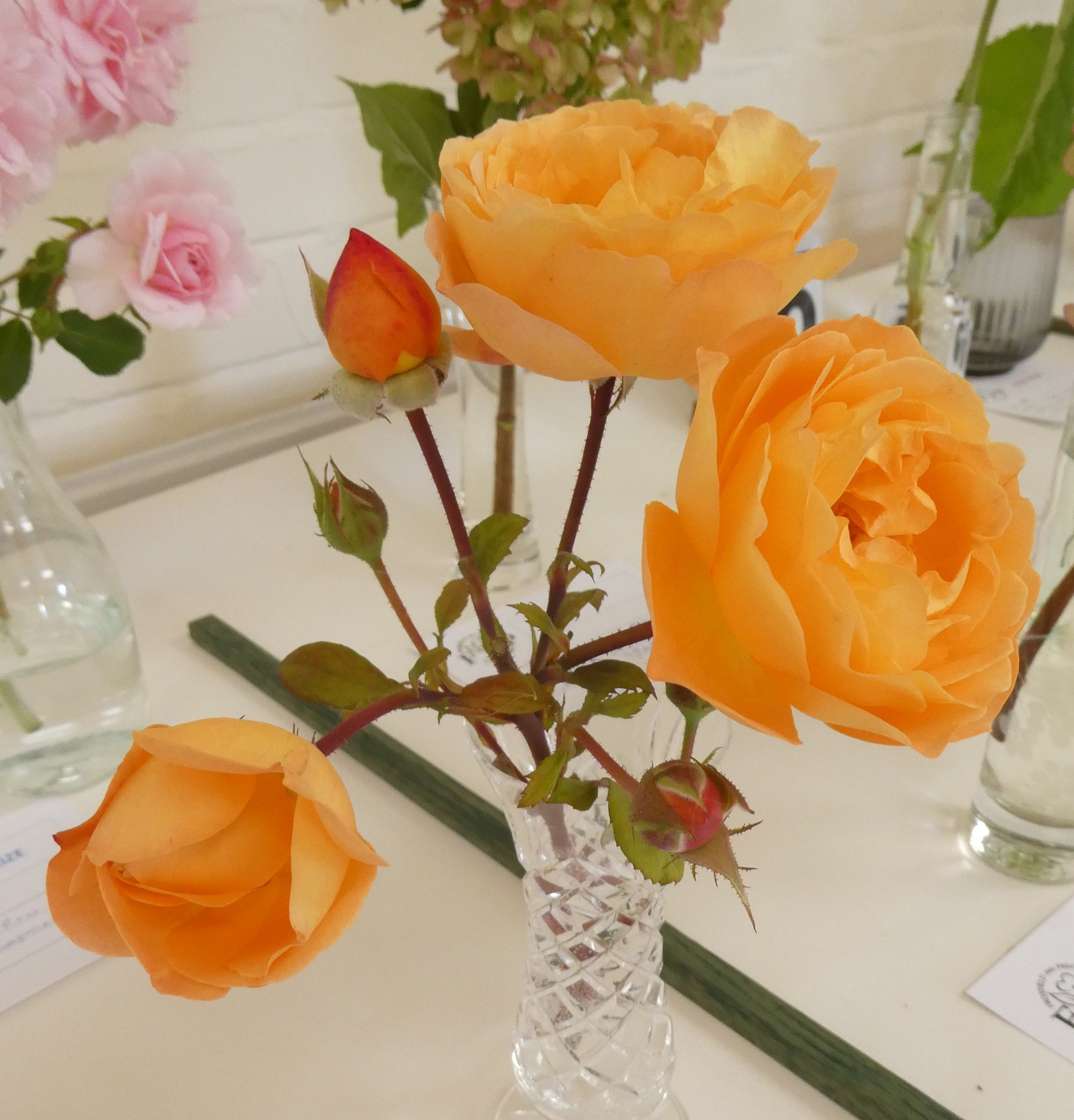 Multiflora Rose - best exhibit in flower classes