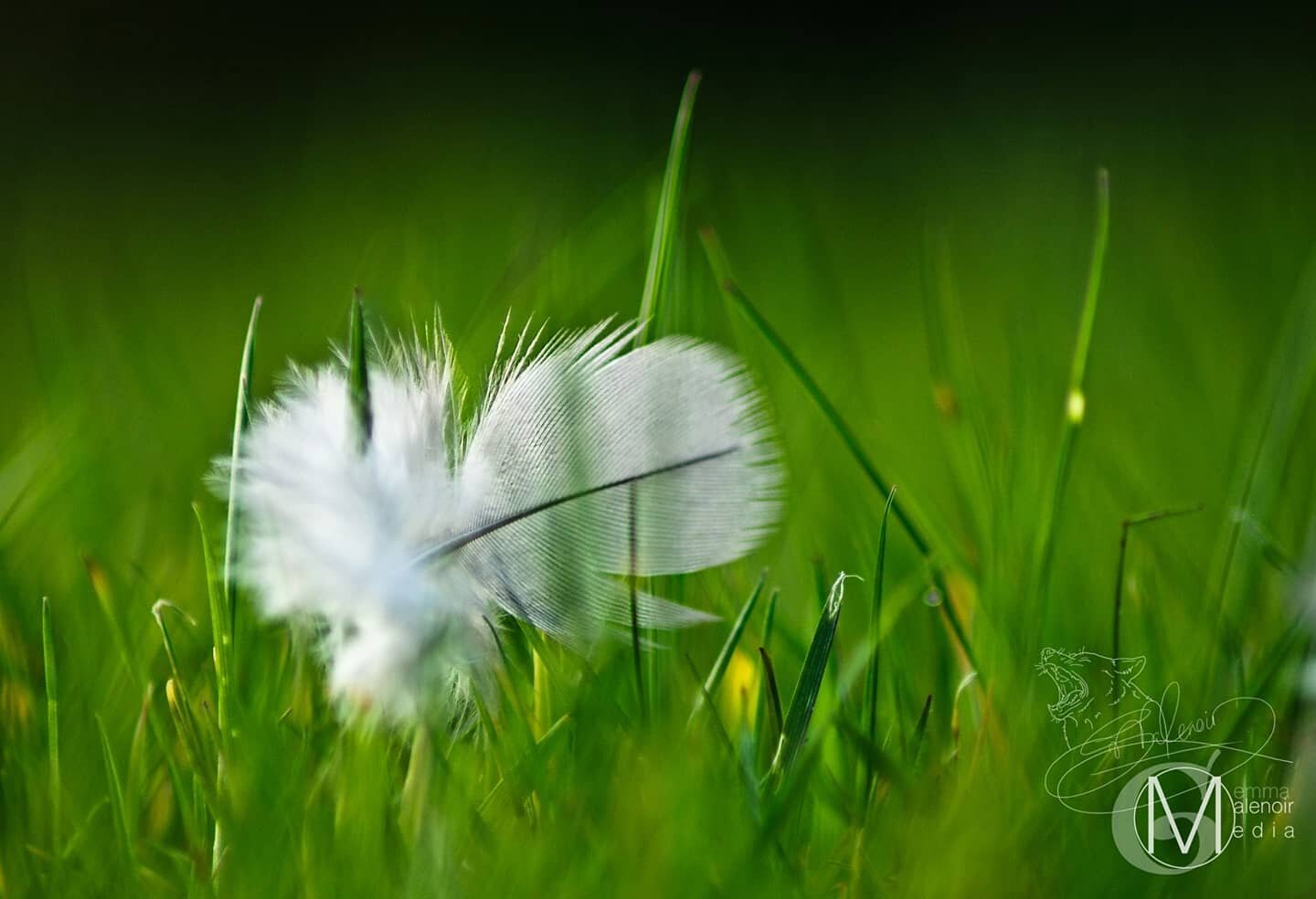 A simple minimalist shot, taken when leaving a chosen area for a habitat study. Sometimes the little things get left unnoticed, I was glad to spot this on this occasion though! This study was for my university course, oh how that seems like a lifetim