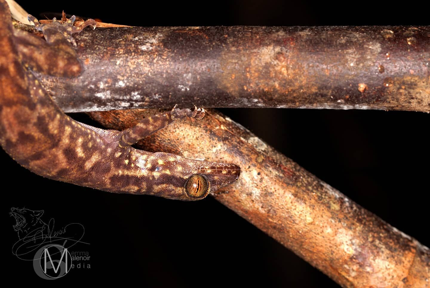 A perfectly camouflaged Grooved Bent-toed Gecko on the prowl for prey. Their feet are amazing, allowing them to grasp and climb onto almost any surface, virtually.. or even completely upside-down! This is because their bulbous toes are covered in hun