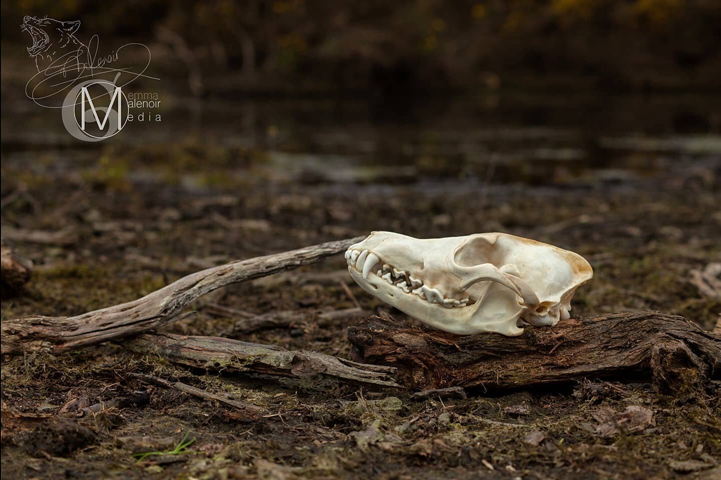 A belated Halloween themed post; A coyote skull specimen I photographed while completing my wolf conservation project many years ago. I studied skulls, teeth and claws for closer anatomy perspectives, alongside documenting and working with wolves to 