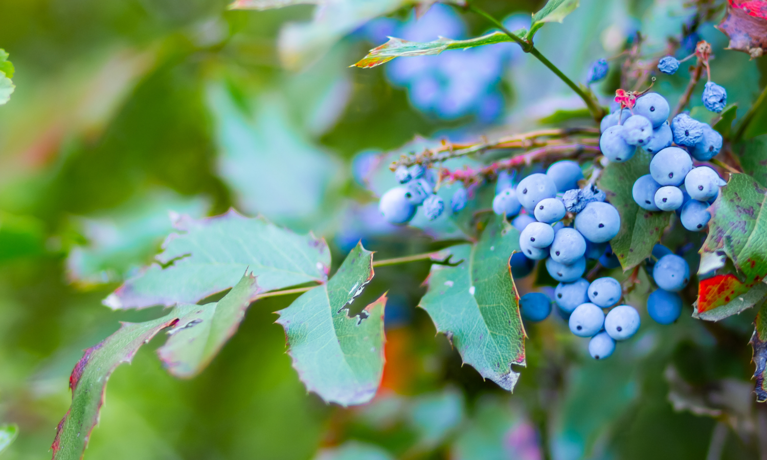The healing power of oregon grape for psoriasis drought skin