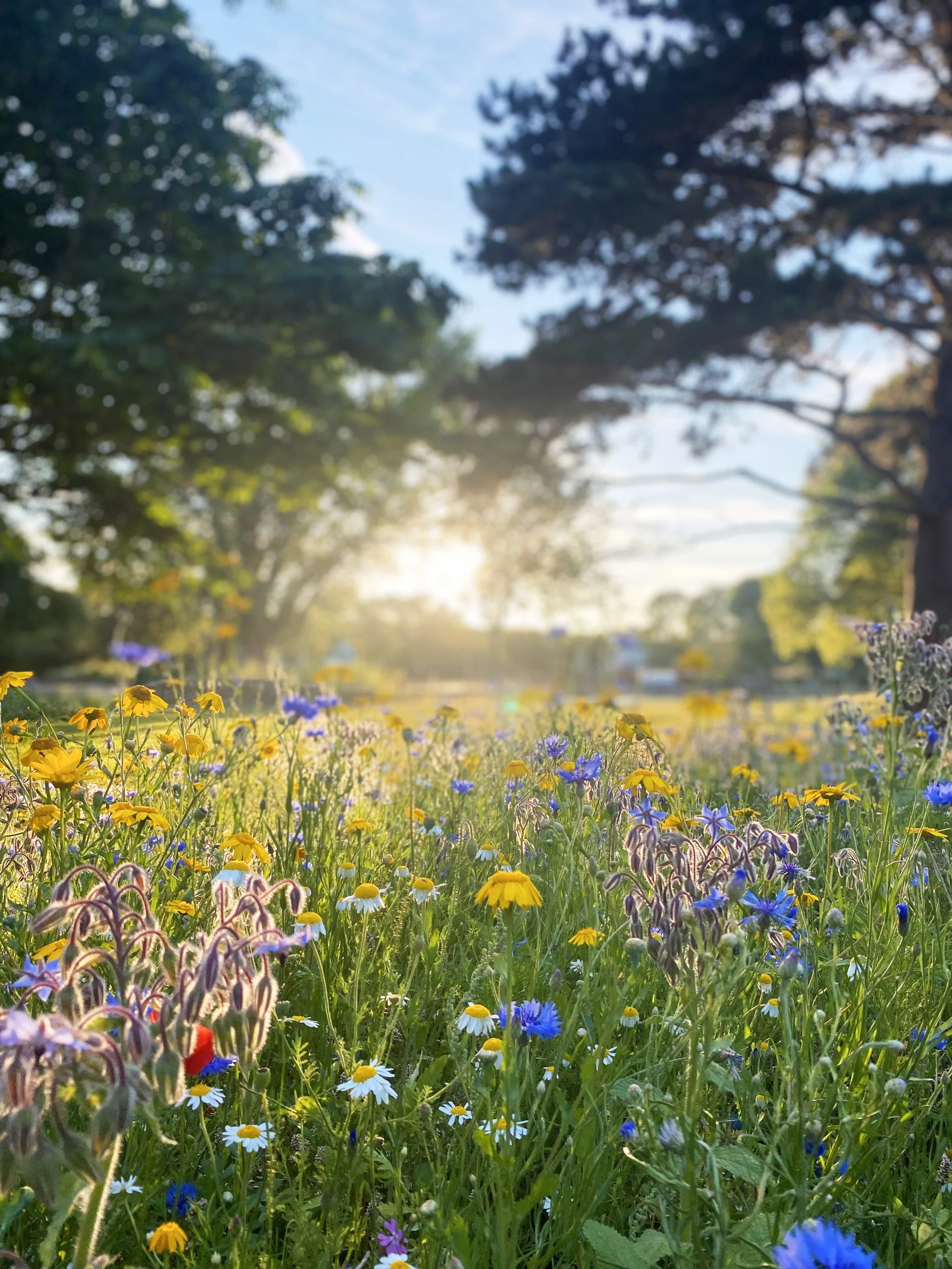 thumbnail_IMG_2231 copy.jpg