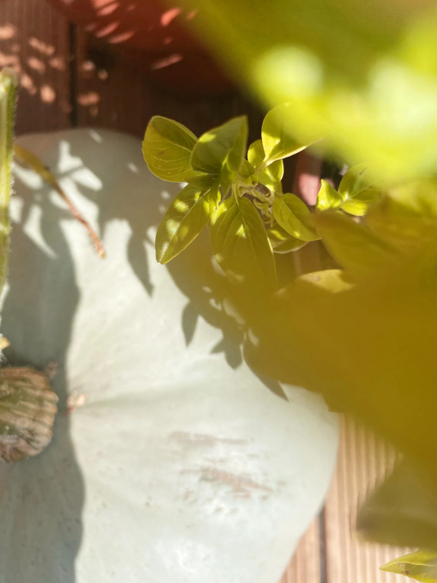 thumbnail_IMG_3675 copy.jpg