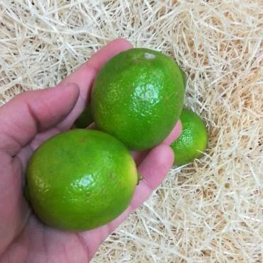 Limes (1 unit)