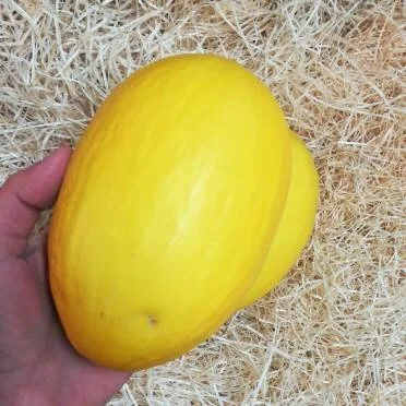 Large & Ripe Honeydew Melon (1 unit)