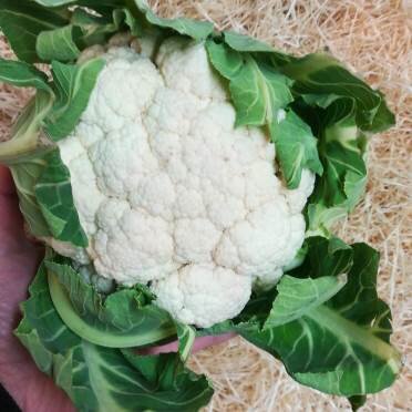 Medium/ Large  Cauliflower (1 unit)