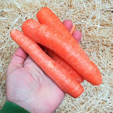 Carrots (500g)