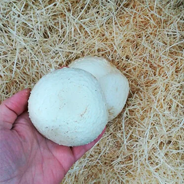 Medium Flat Mushroom ( 1 unit)
