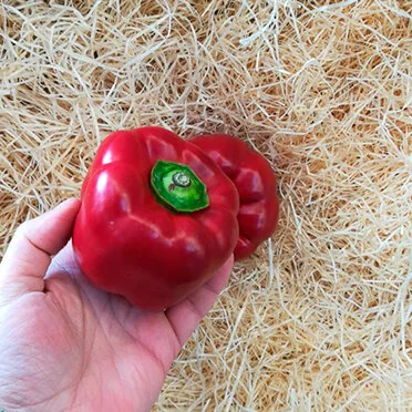 Fugly Red Pepper (1 unit)