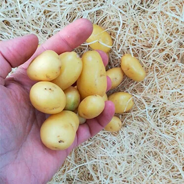 Baby 'mid' Potatoes (750g)