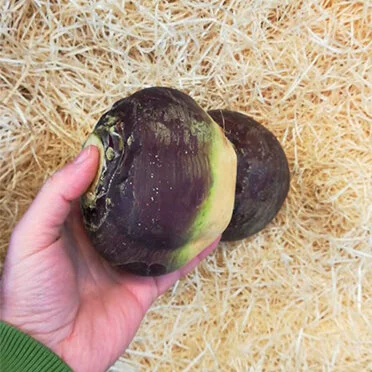 Swede (1 unit)
