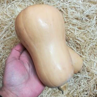 Medium Butternut Squash (1 unit)