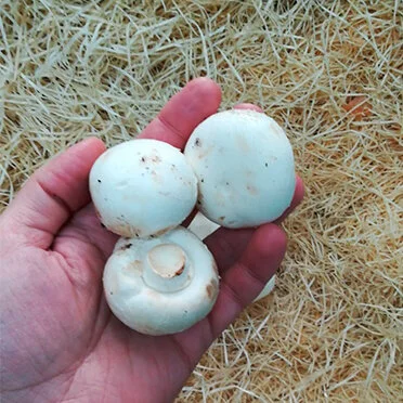 Cup Mushroom (400g)