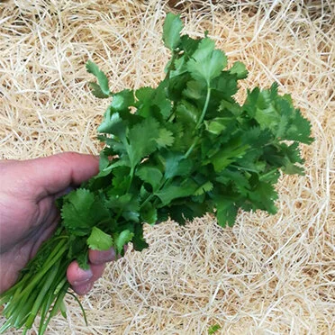 Bunch of Coriander (100g+)
