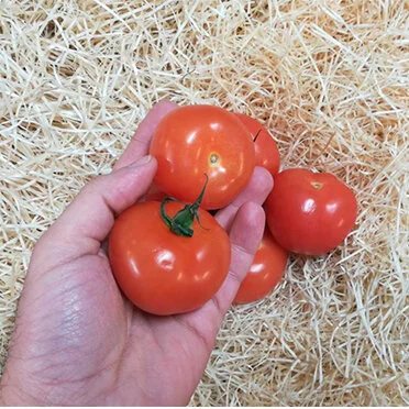Salad Tomatoes (1kg)