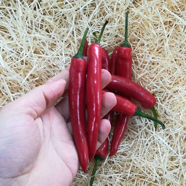 Long Red Chilli (100g)