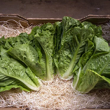 Romaine Lettuce (1 unit)
