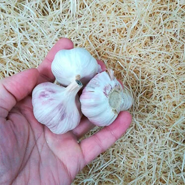 Bulb of Garlic (1 unit)
