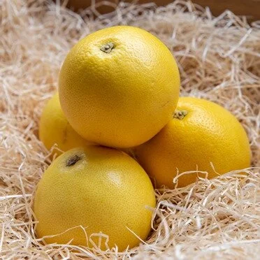 Pink Grapefruit (1 unit)