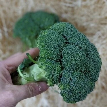 Broccoli ( 1 unit)