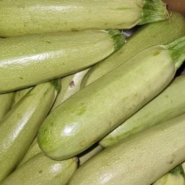 White Courgette ( 1 unit)