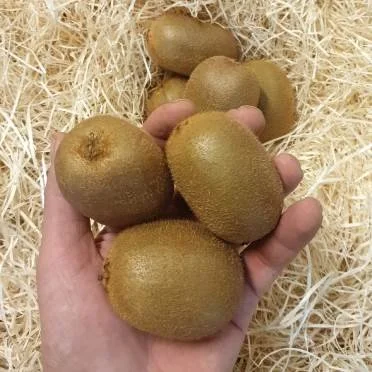 Kiwi (1 unit)