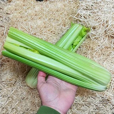 Celery (1 unit)