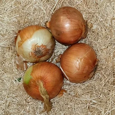 Brown Onions (1kg)