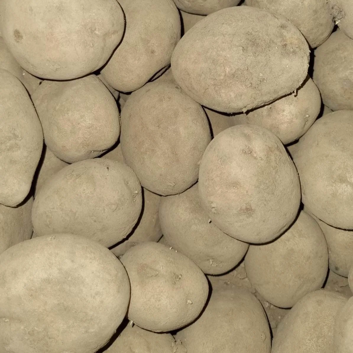 Roasting Piper Pots (1kg)