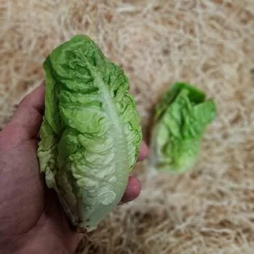 Gem Lettuce ( twin pack)
