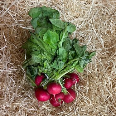 Limp Leaf Radish (1 bunch)