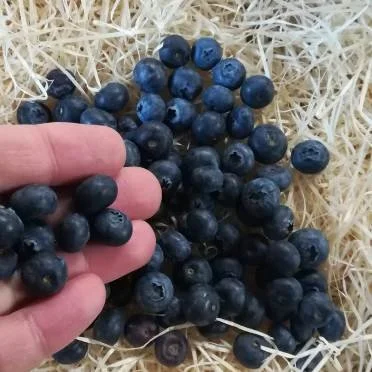 Blueberries  (125g)