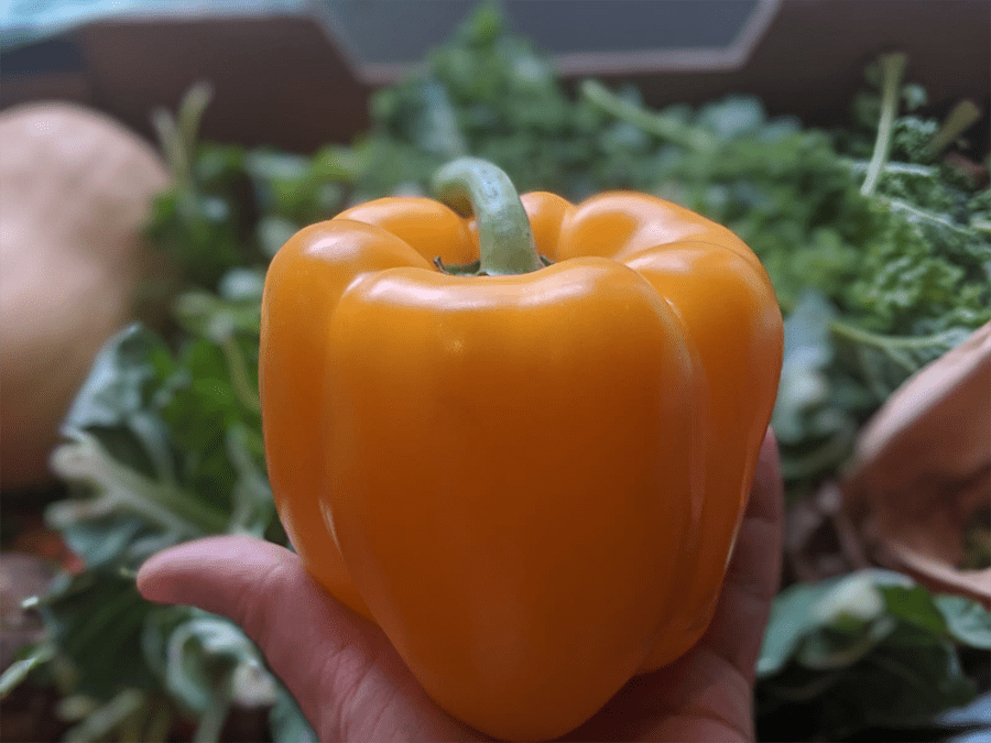 Stuffed peppers!