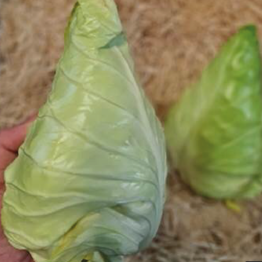 White Cabbage (min 1kg)
