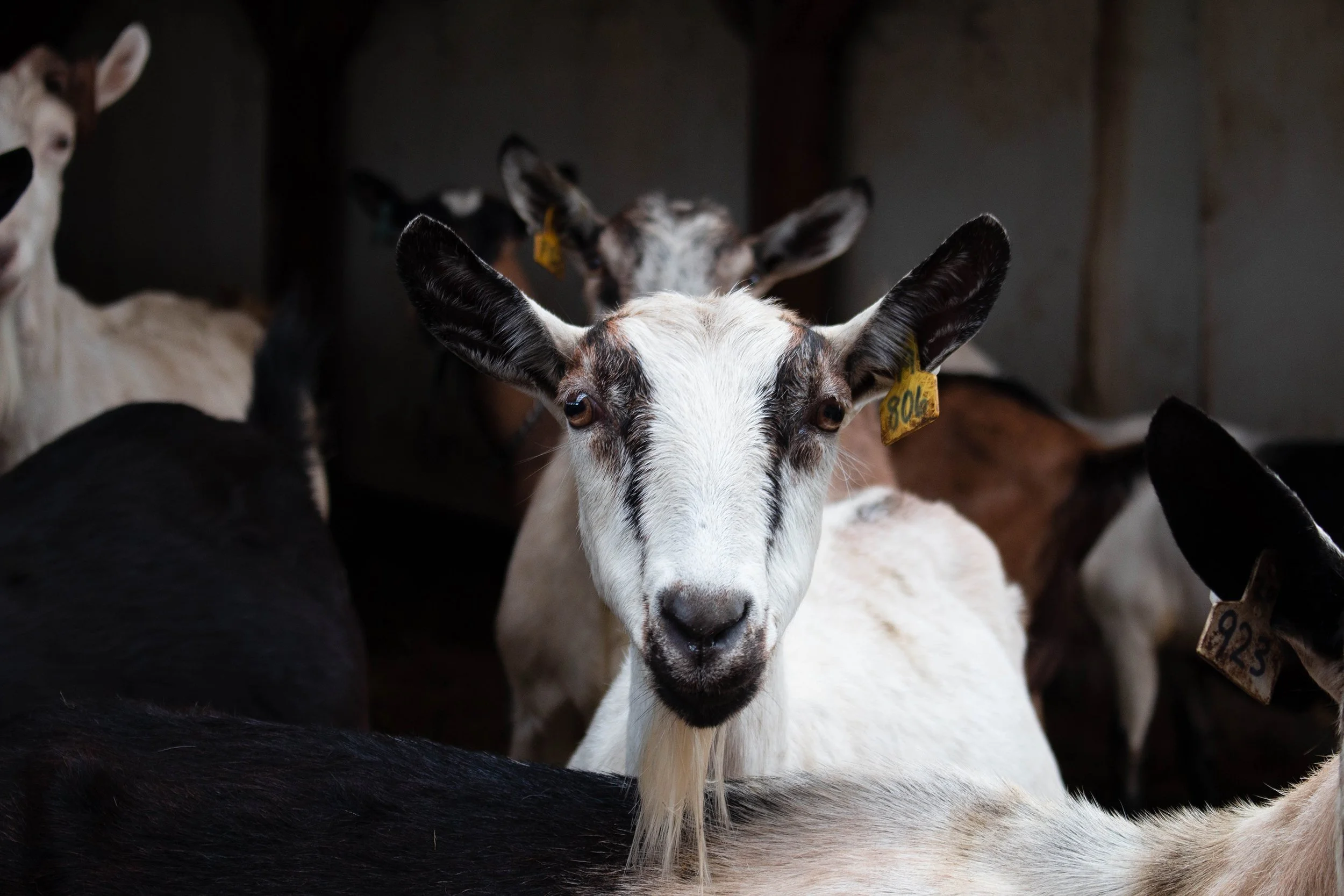 LOCAL SPOTLIGHT: FIREFLY FARMS